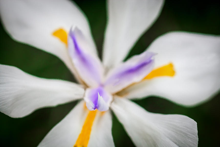 African Iris Morea Dietes Photograph by Rich Franco