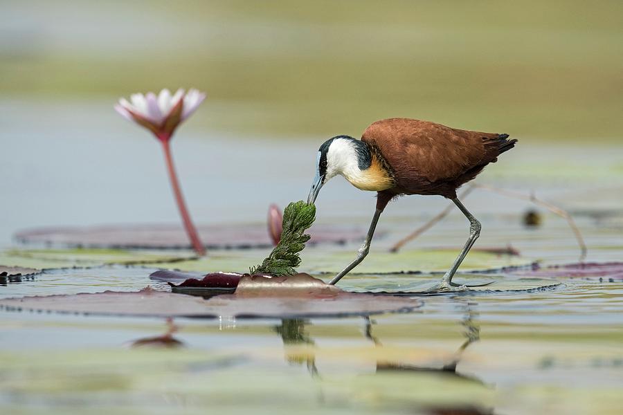 African Jacana Foraging For Insects Photograph by Tony Camacho/science ...