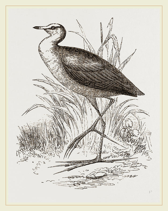 African Jacana Drawing by Litz Collection - Fine Art America