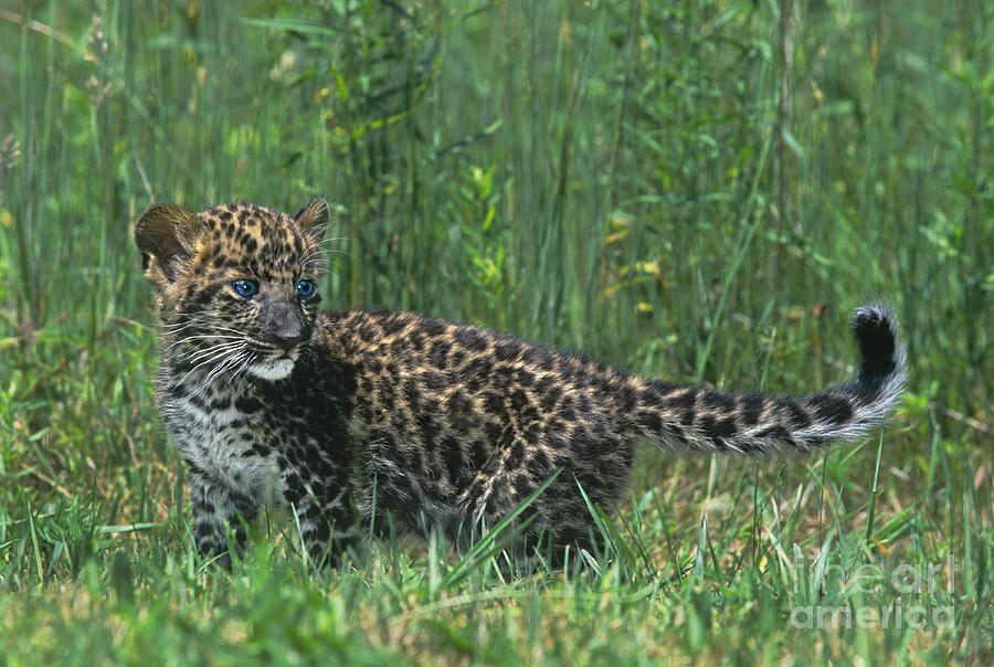 African Leopard Cub in Tall Grass Endangered Species Photograph by Dave Welling