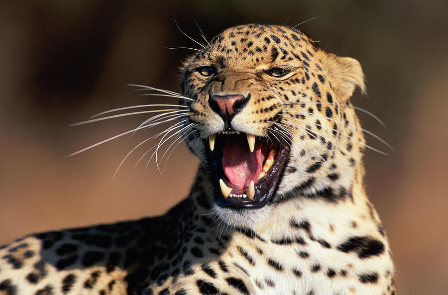 African Leopard Snarling Photograph by Joseph Van Os