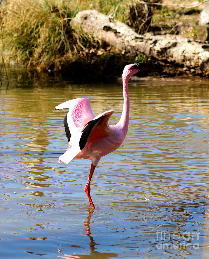 African Lesser Flamingo Photograph