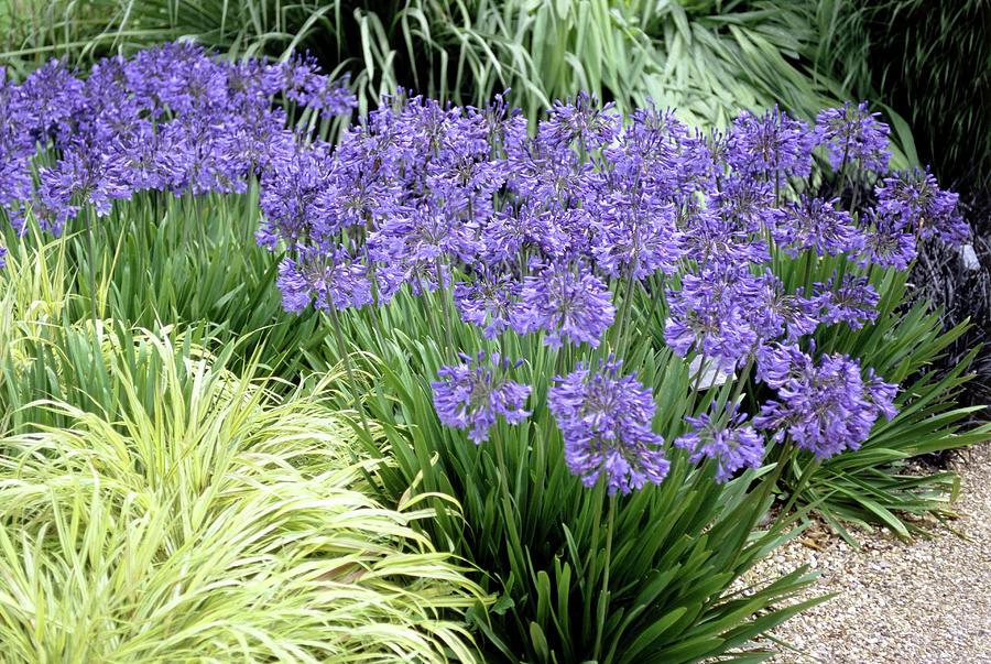 African Lilies (agapanthus 'blue Bird') Photograph by Mike Comb/science ...