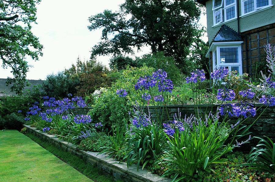 African Lilies Photograph by Leslie J Borg/science Photo Library - Fine ...