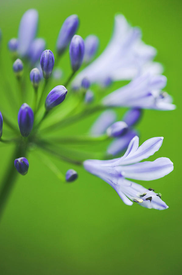 Nature Photograph - African Lily (agapanthus Africanus) by Gustoimages/science Photo Library