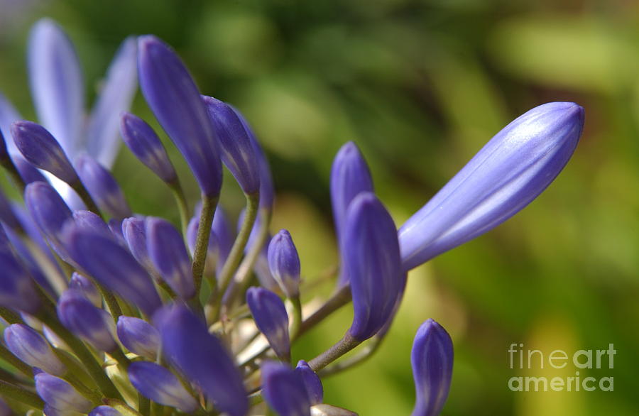 African Lily Buds in Pacific Beach Photograph by Anna Lisa Yoder