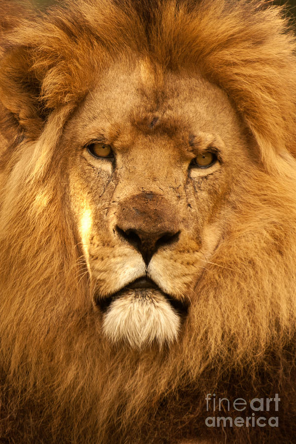 African Lion 01 Photograph by Rick Piper Photography