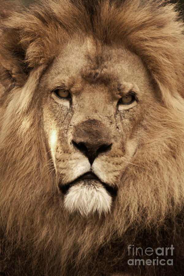 African Lion 02 Photograph by Rick Piper Photography