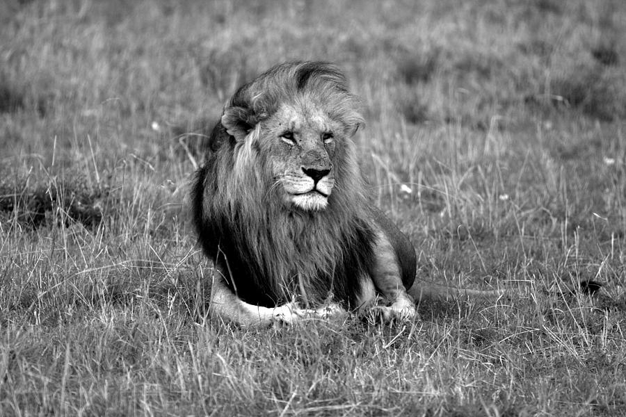 African Lion Photograph by Aidan Moran