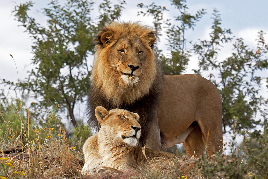African Lion And Lioness Botswana Photograph by Erik Joosten