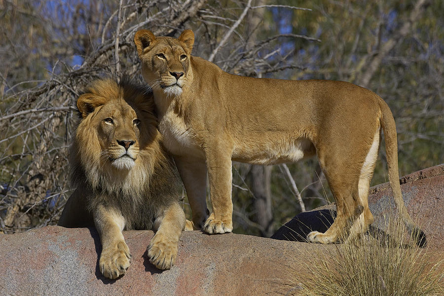 African Lion And Lioness Photograph by San Diego Zoo