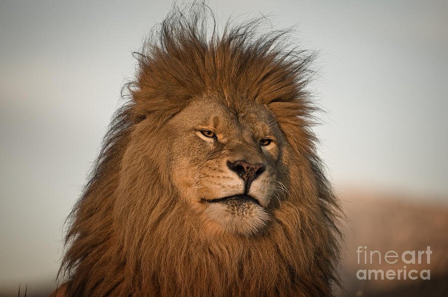 African Lion-animals-image Photograph
