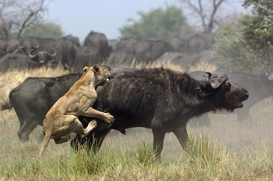 Animal Photograph - African Lion Attacking Cape Buffalo by Pete Oxford