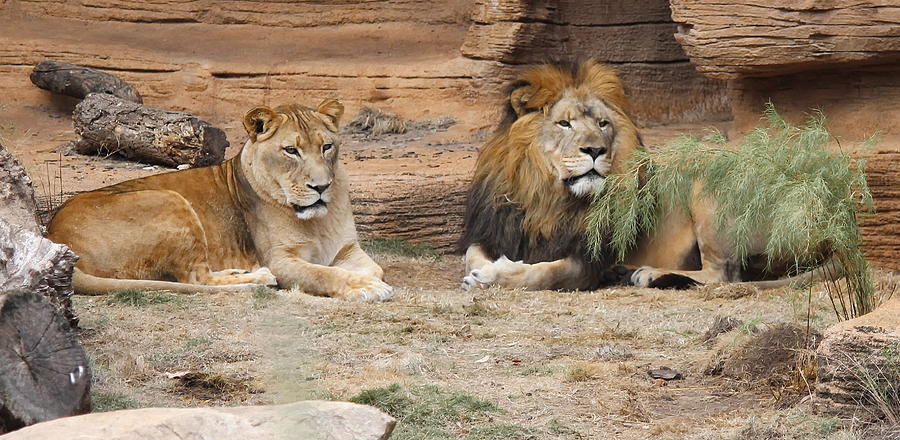 Lion Photograph - African Lion Couple 2 by Cathy Lindsey
