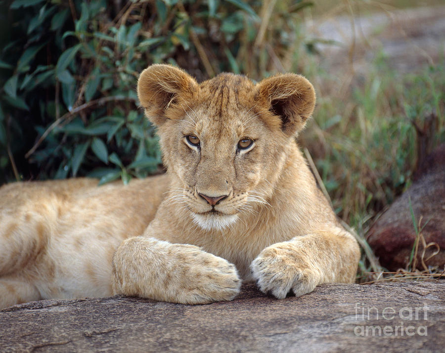 African Lion Cub Photograph by Hans Reinhard
