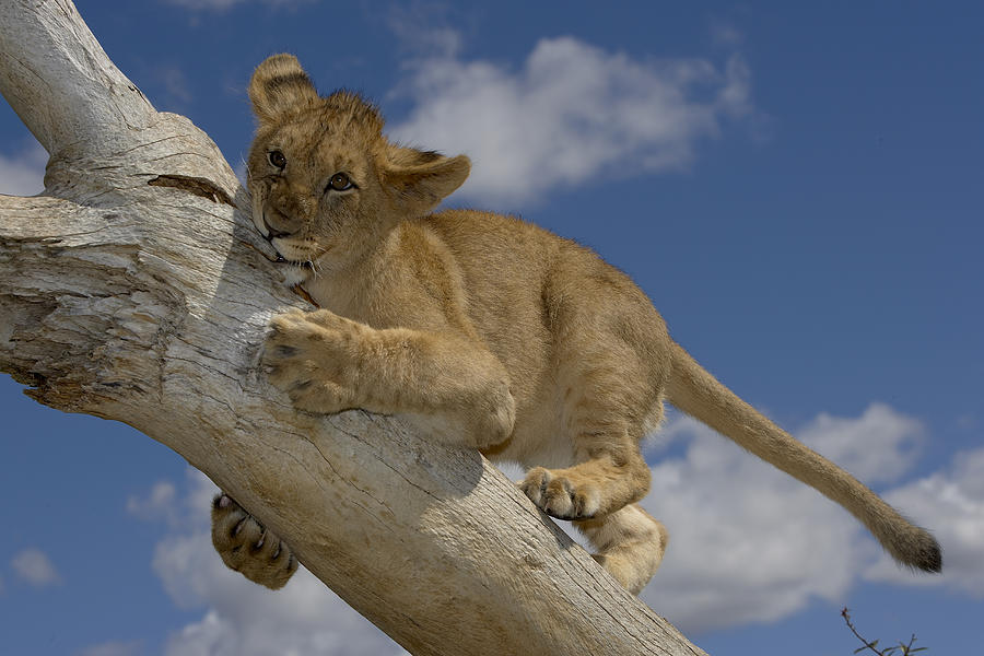African Lion Cub Playing On Log Photograph by San Diego Zoo