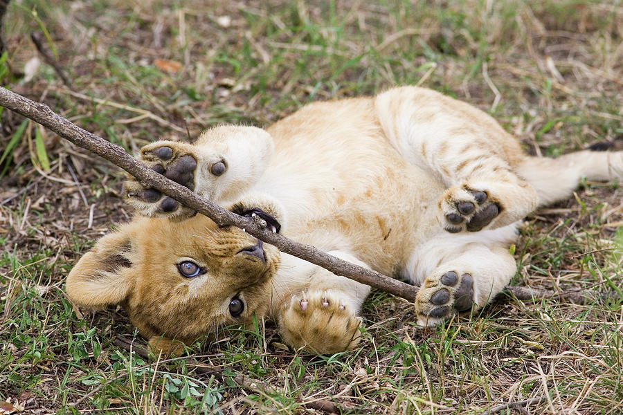 African Lion Cub Playing Photograph by Suzi Eszterhas
