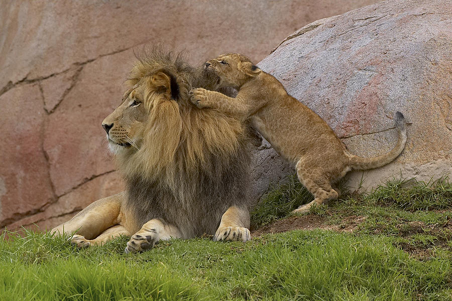 African Lion Cub Playing With Male Photograph by San Diego Zoo
