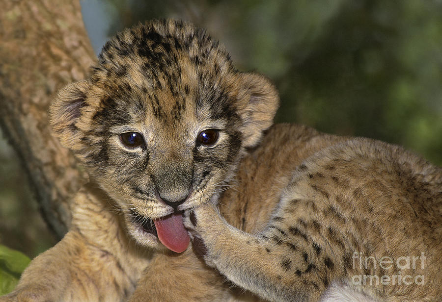 African Lion Cub Wildlife Rescue Photograph by Dave Welling