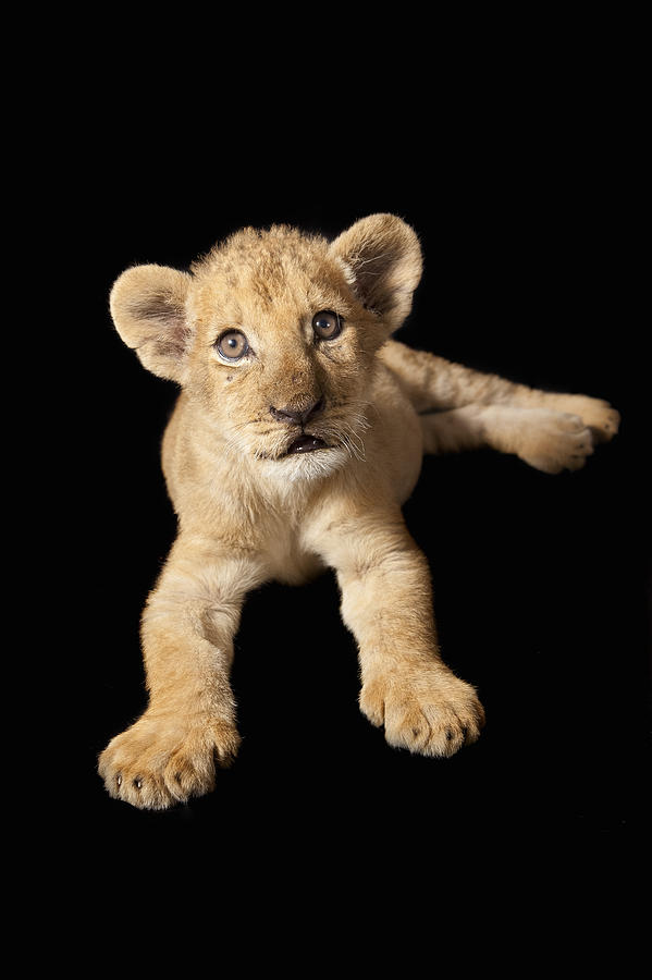 African Lion Cub Zimbabwe Photograph by Michael Durham