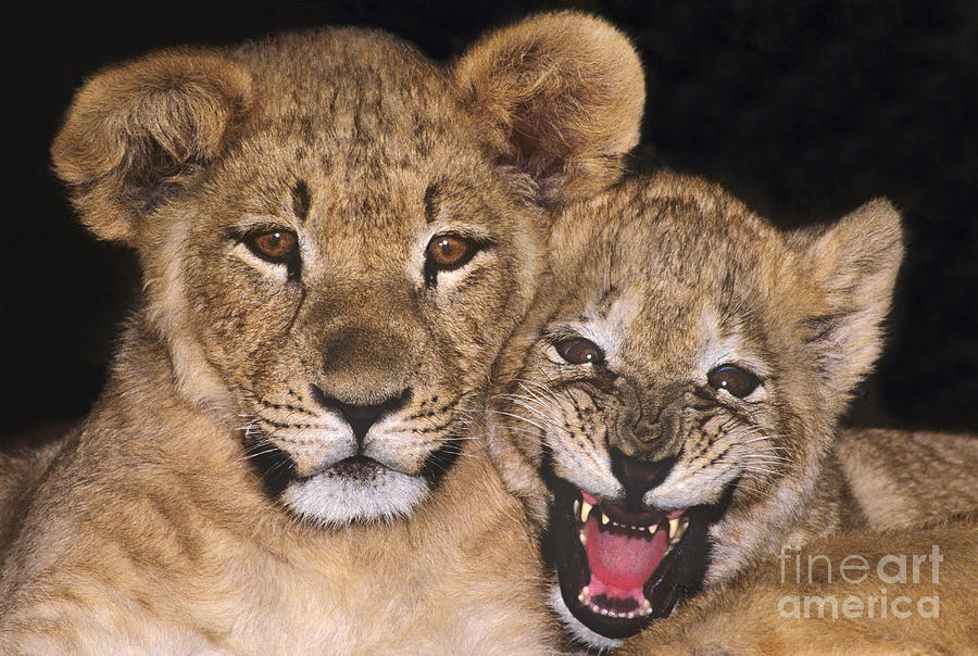 African Lion Cubs One Aint Happy Wldlife Rescue Photograph by Dave Welling