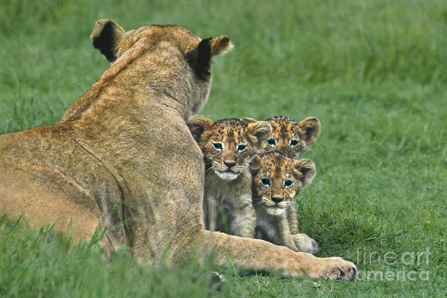 African Lion Cubs Study the Photographer Tanzania Photograph by Dave Welling