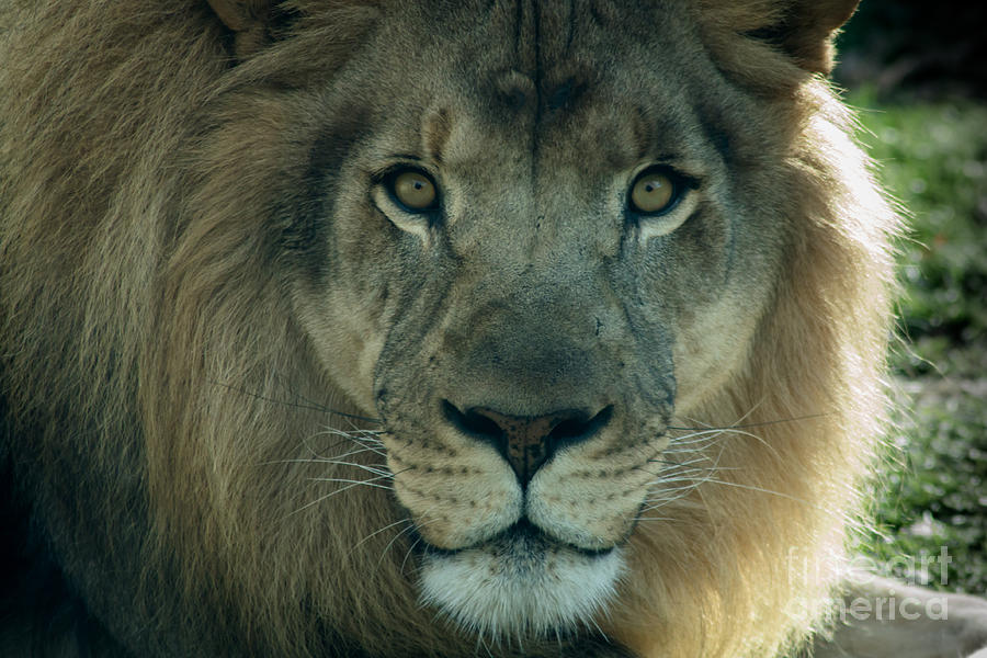African Lion Photograph