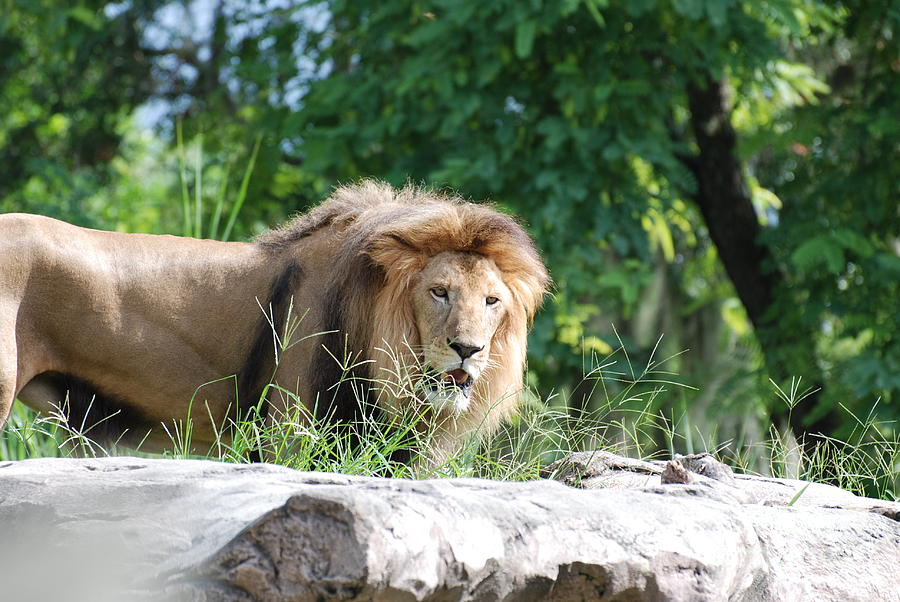 African Lion Photograph by DejaVu Designs - Fine Art America