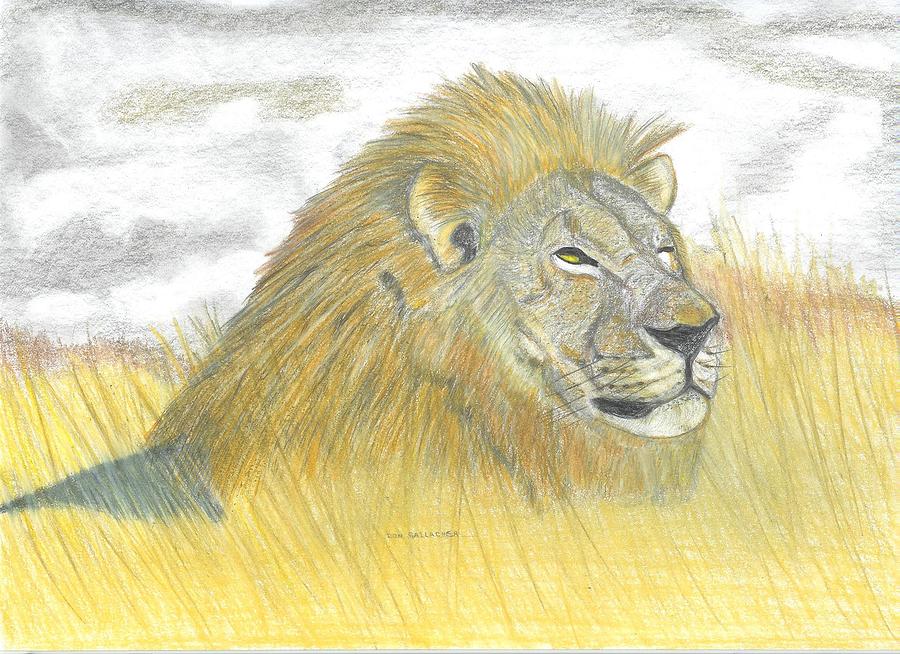 Lion Drawing - African Lion Enjoying the Savannah Grasslands by Don  Gallacher