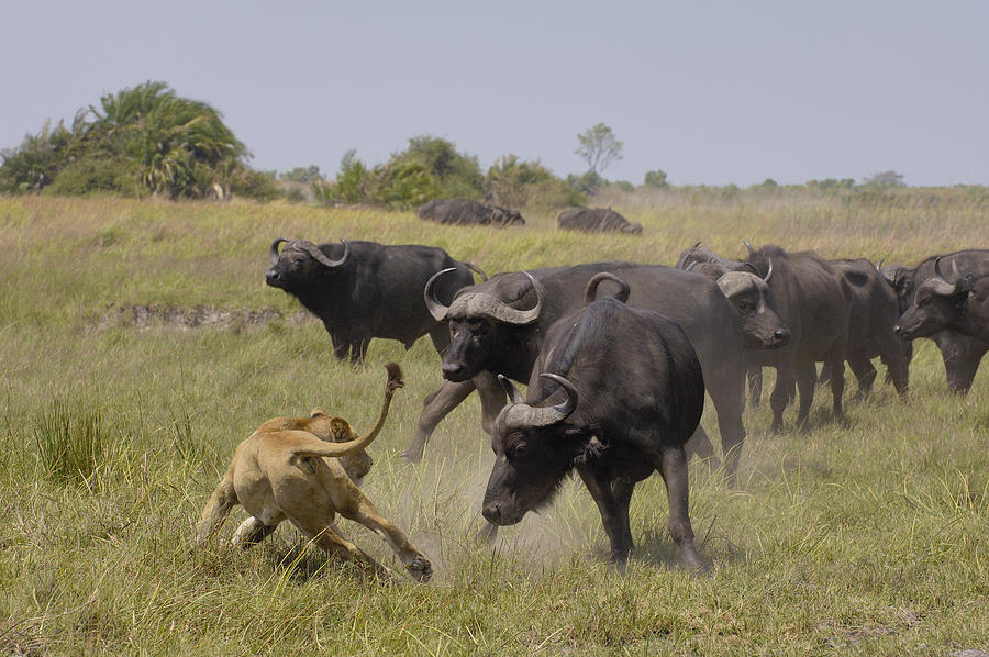 African Lion Evading Cape Buffalo Africa Photograph by Pete Oxford