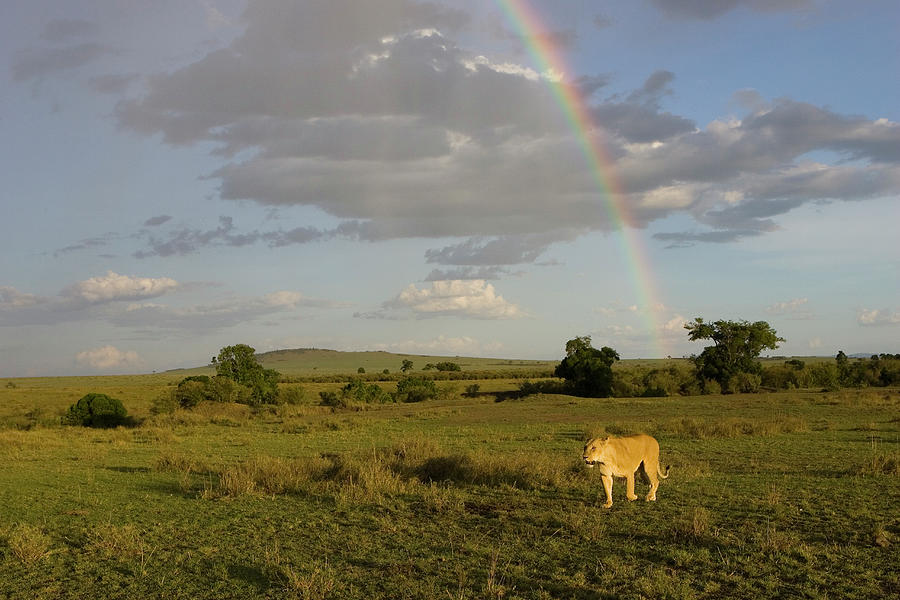 Lion Photograph - African Lion Female with Rainbow by Suzi Eszterhas