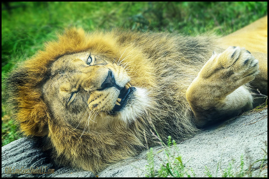 Animal Photograph - African lion Flirtation by LeeAnn McLaneGoetz McLaneGoetzStudioLLCcom