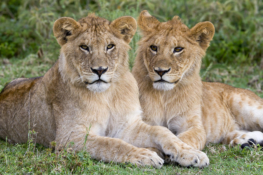 African Lion Juvenile Males Serengeti Photograph by Erik Joosten