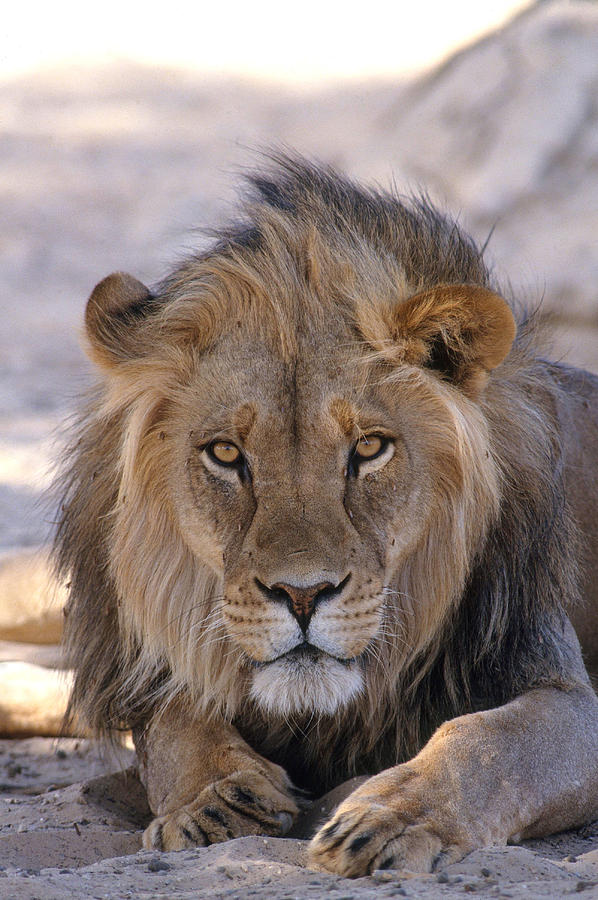 African Lion Photograph by Karl H. Switak
