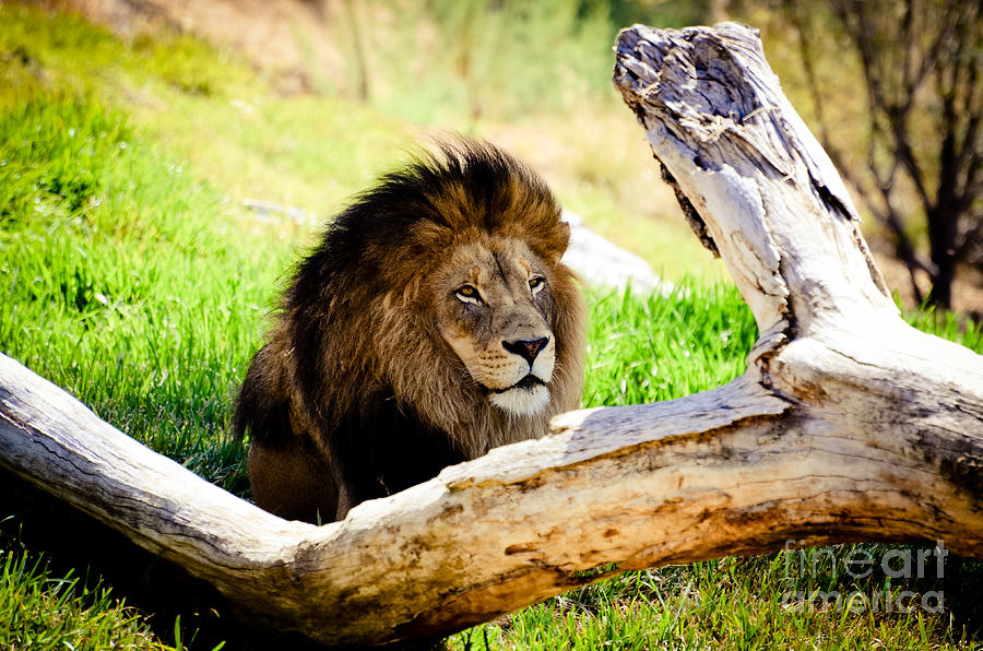 African Lion Photograph by Kelly Wade