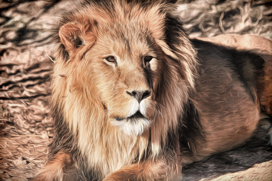 African Lion- Lazarus Photograph by Donna Kennedy