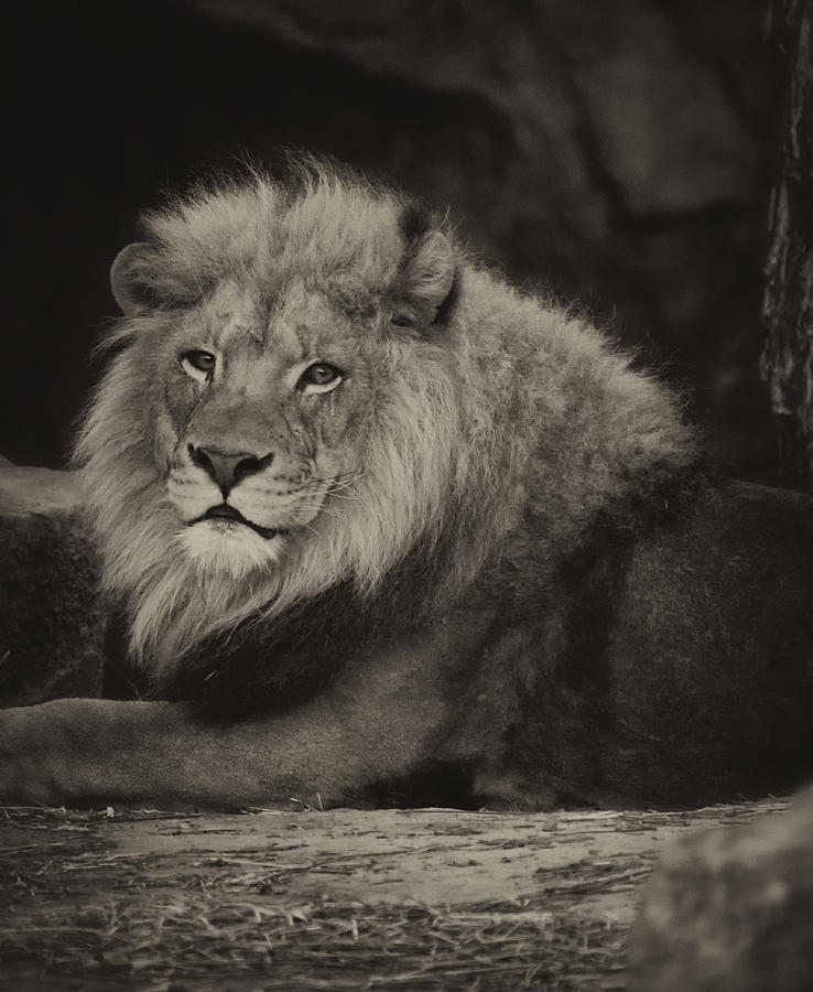 African Lion Photograph by Linda Tiepelman