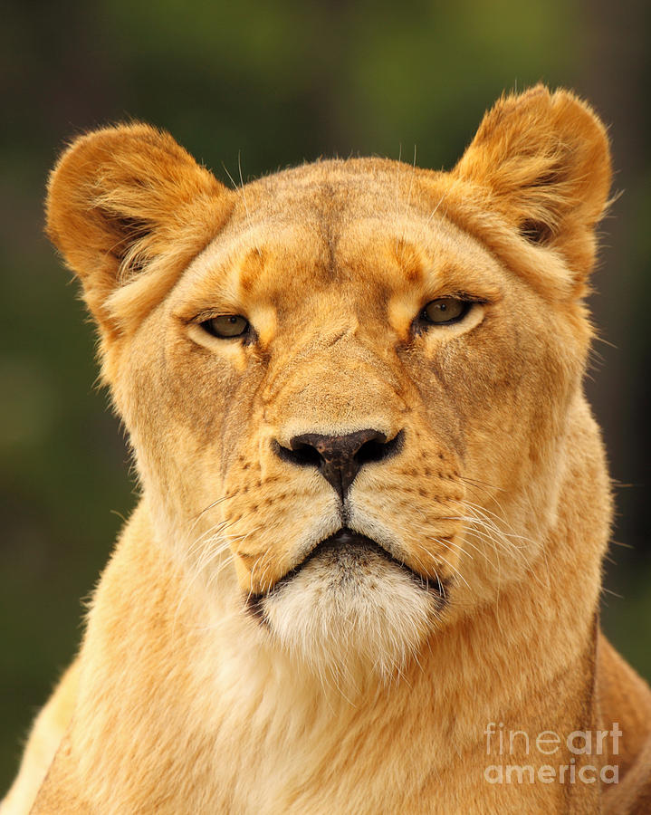 African Lion Looking In Photograph by Max Allen