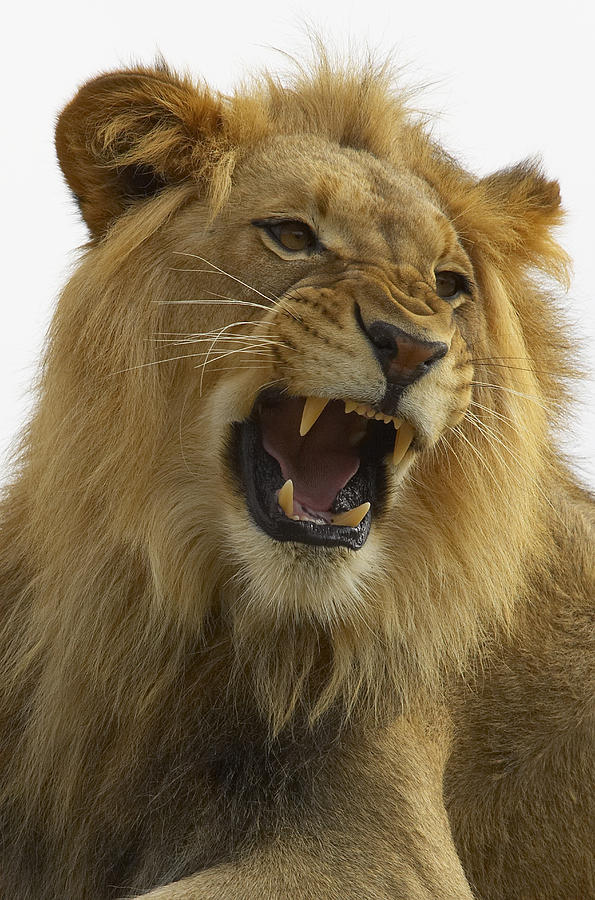 African Lion Male Growling Photograph by San Diego Zoo
