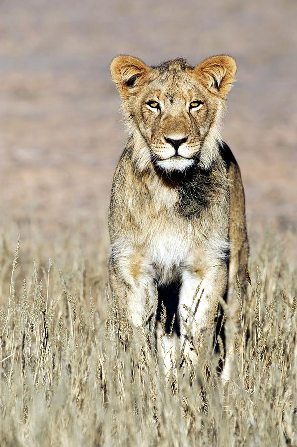 African Lion Male Juvenile Photograph by Tony Camacho/science Photo Library
