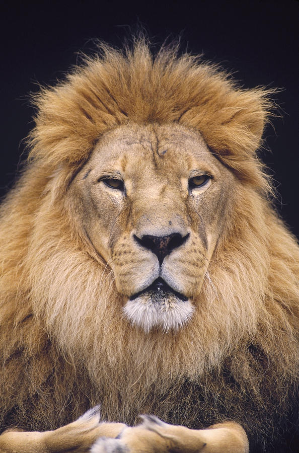 African Lion Male Portrait Photograph by Gerry Ellis
