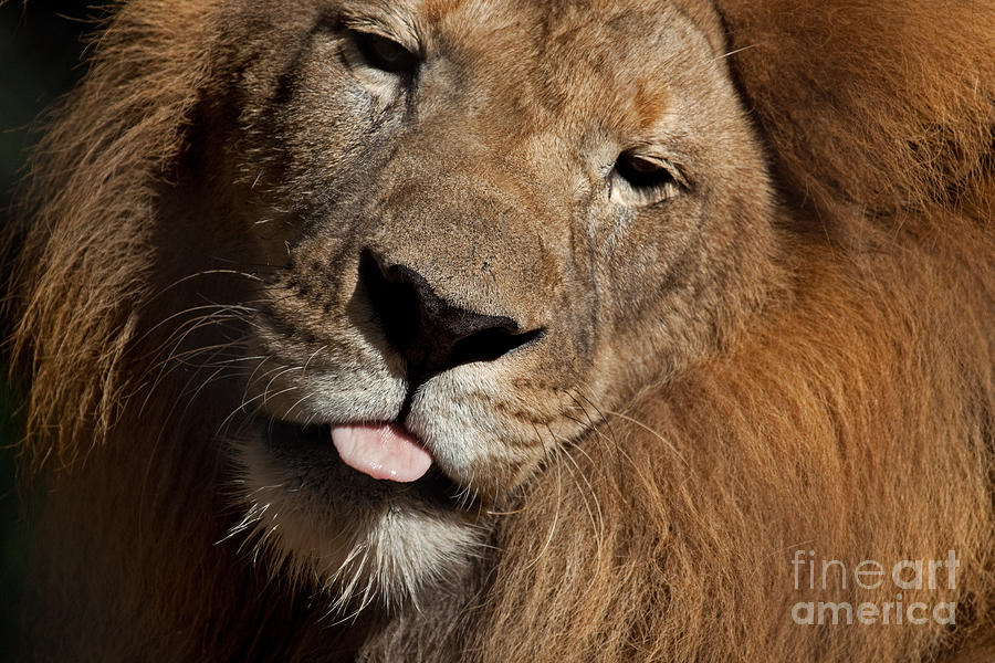African Lion Photograph by Meg Rousher