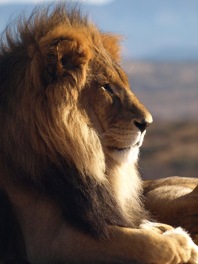 Lion Photograph - African Lion by James Peterson