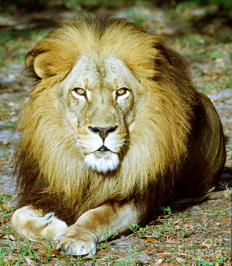 Animal Photograph - African Lion by Millard H. Sharp