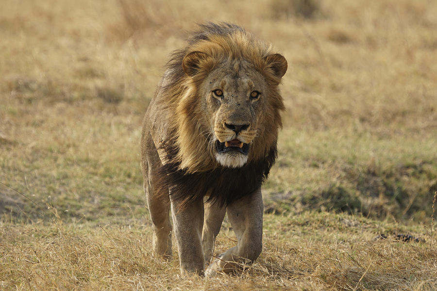 Adult Photograph - African Lion On Savanna Masai Mara Kenya by Hiroya Minakuchi