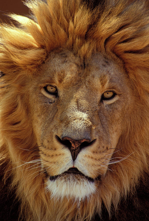 African Lion Panthera Leo Africa Photograph by Animal Images - Fine Art ...