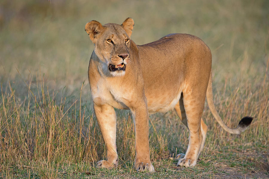 Lion - Leo Panthera - African Lion