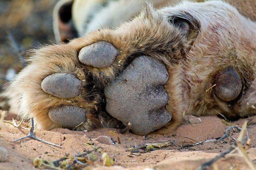 African Lion Paw Photograph by Tony Camacho/science Photo Library