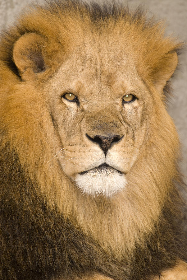 African Lion Photograph by Steve Gettle