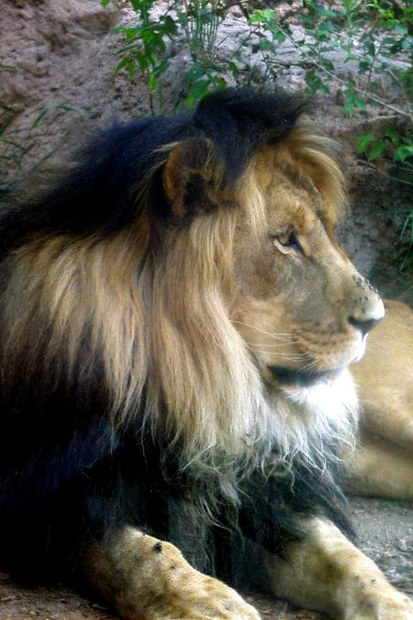 African Lion with Black Mane Photograph by Marilyn Burton